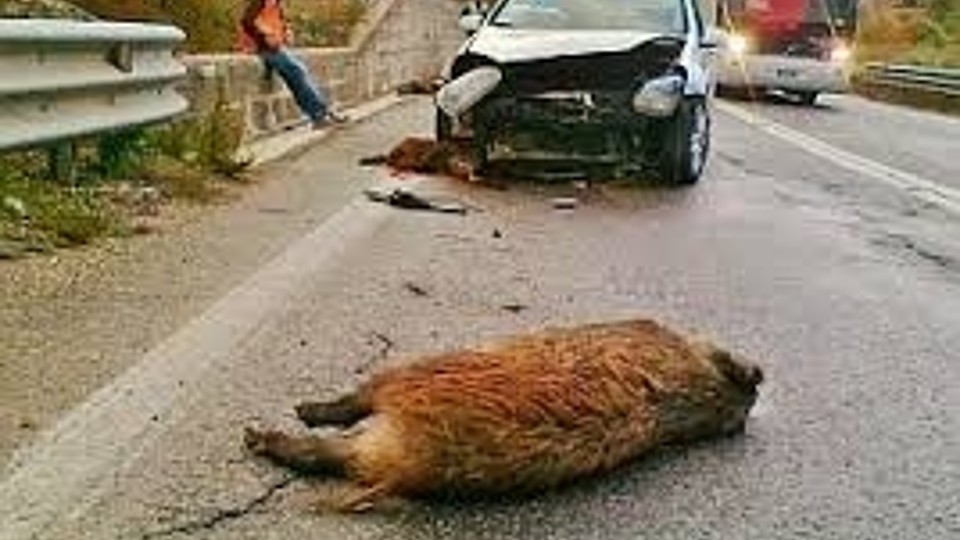 Accidentes en Galicia: casi 5 al día son provocados por animales